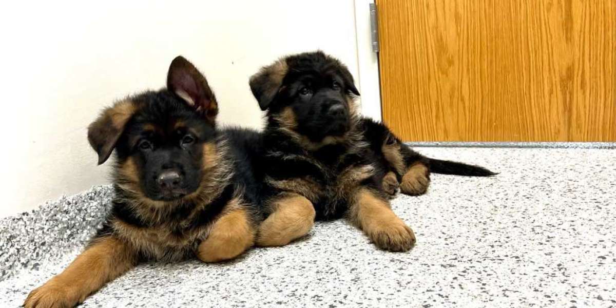 What's The Reason Nobody Is Interested In Buy German Shepherds