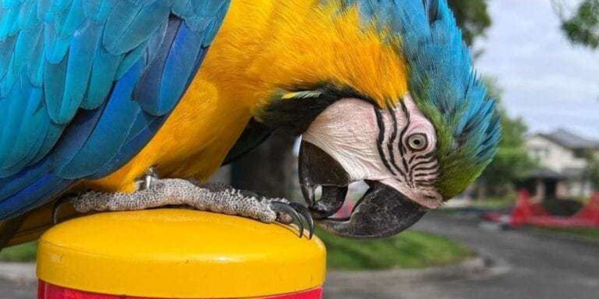 Unveiling the True Cost of Owning a Macaw: A Comprehensive Guide to Macaw Prices