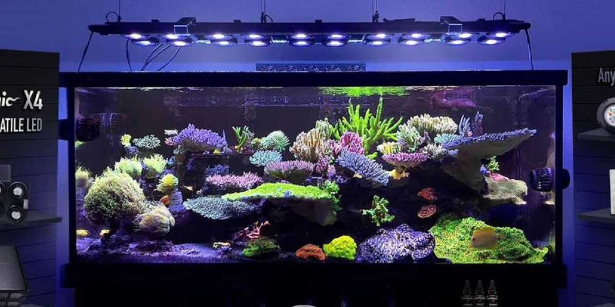How to Start a Reef Tank: Tips on Coral Care, Feeding, and Additives